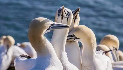 【直播】北笙：不要喷梦溪，语音听的很清楚不是故意选错的